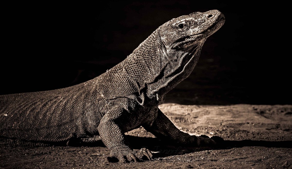 Черный древесный Варан