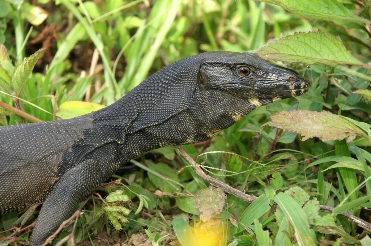 Тиморский Варан