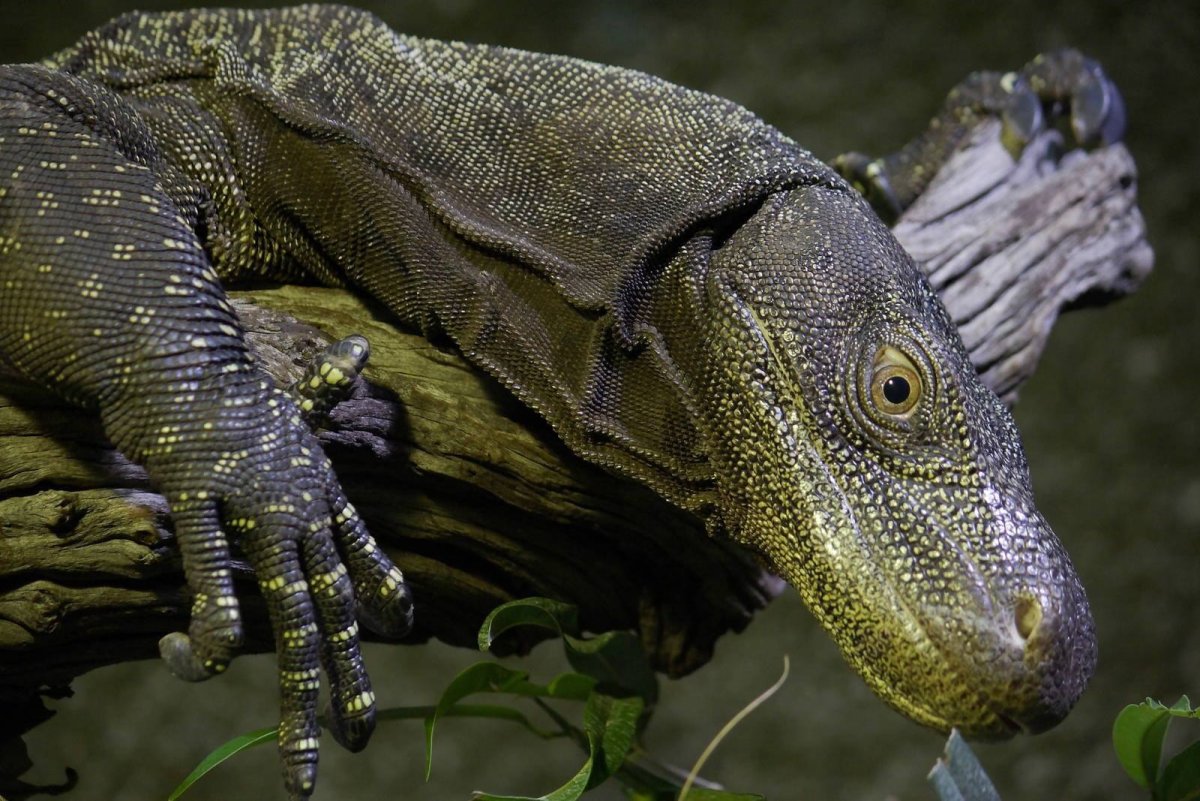 Крокодиловый Варан