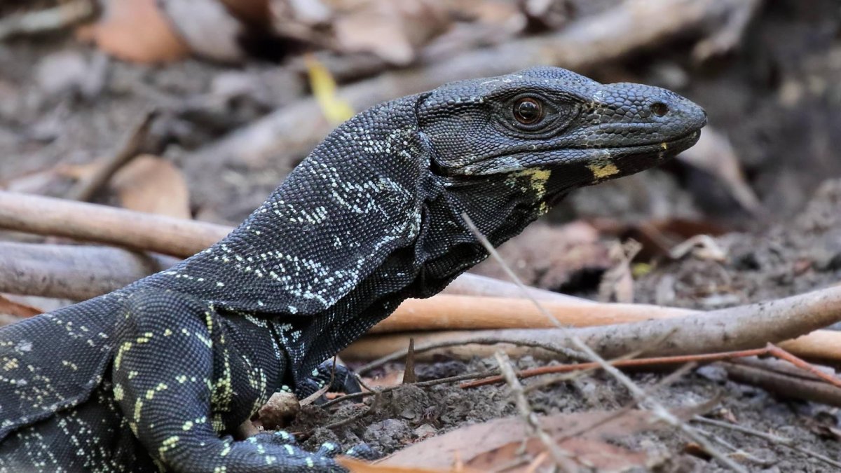 Черный Варан