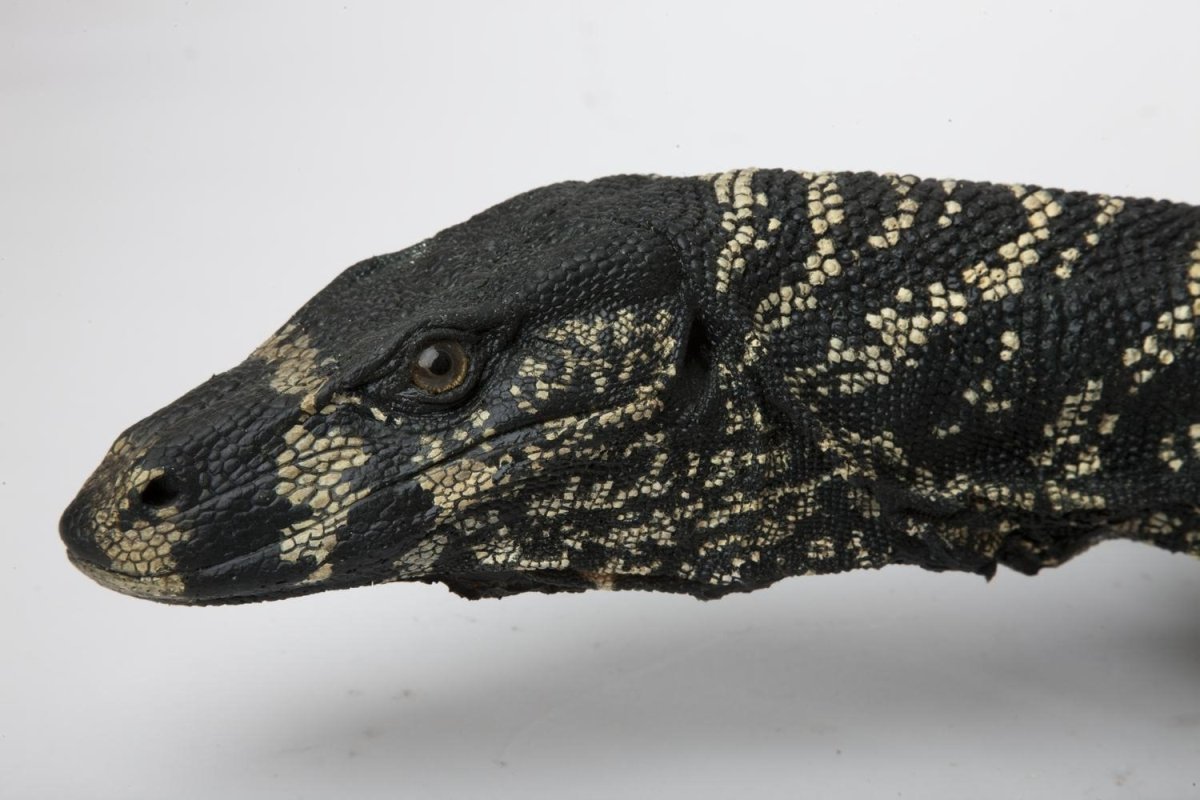 Пёстрый Варан