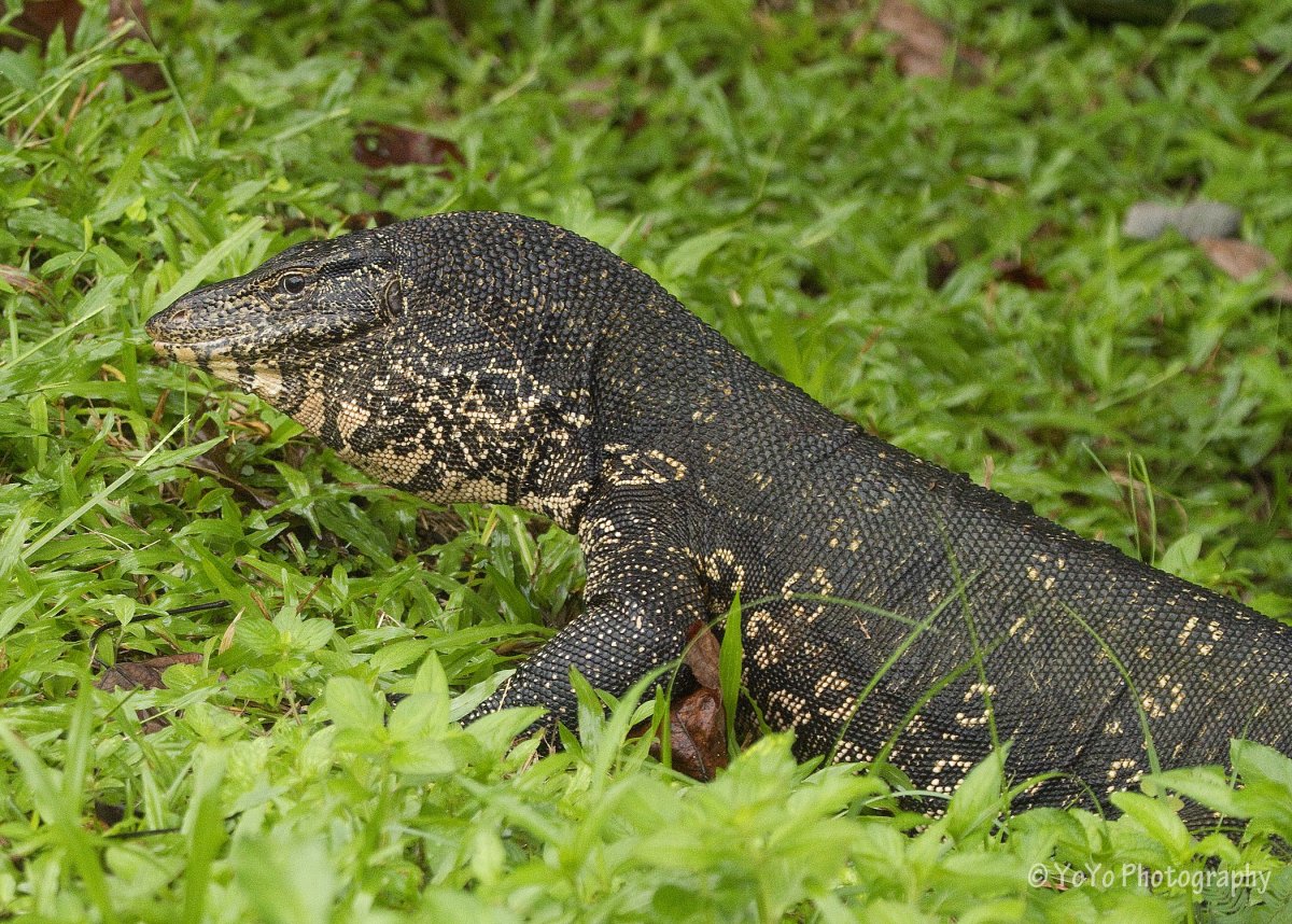 Японская водяная ящерица