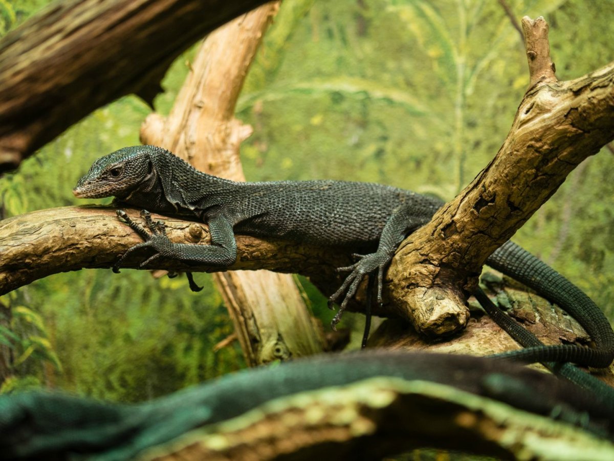 Варан Беккари