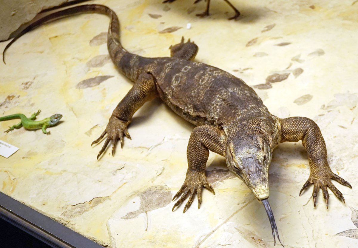 Зоологический музей Варан