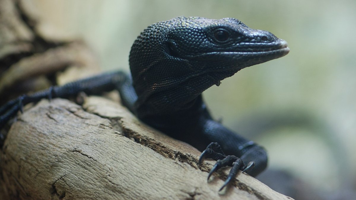 Южноазиатский Варан