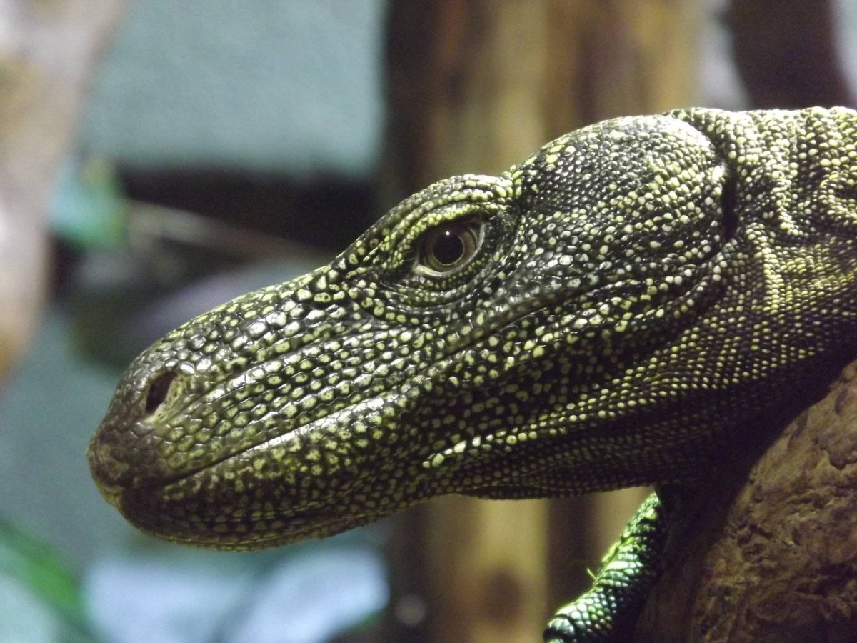 Белогорлый Варан