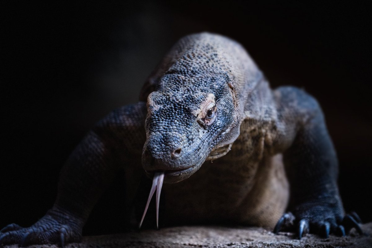 Комодский Варан