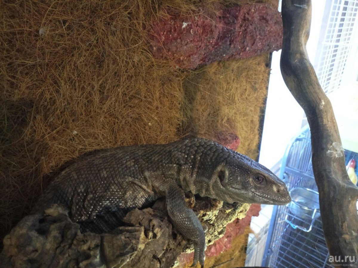 Капский Варан Размеры