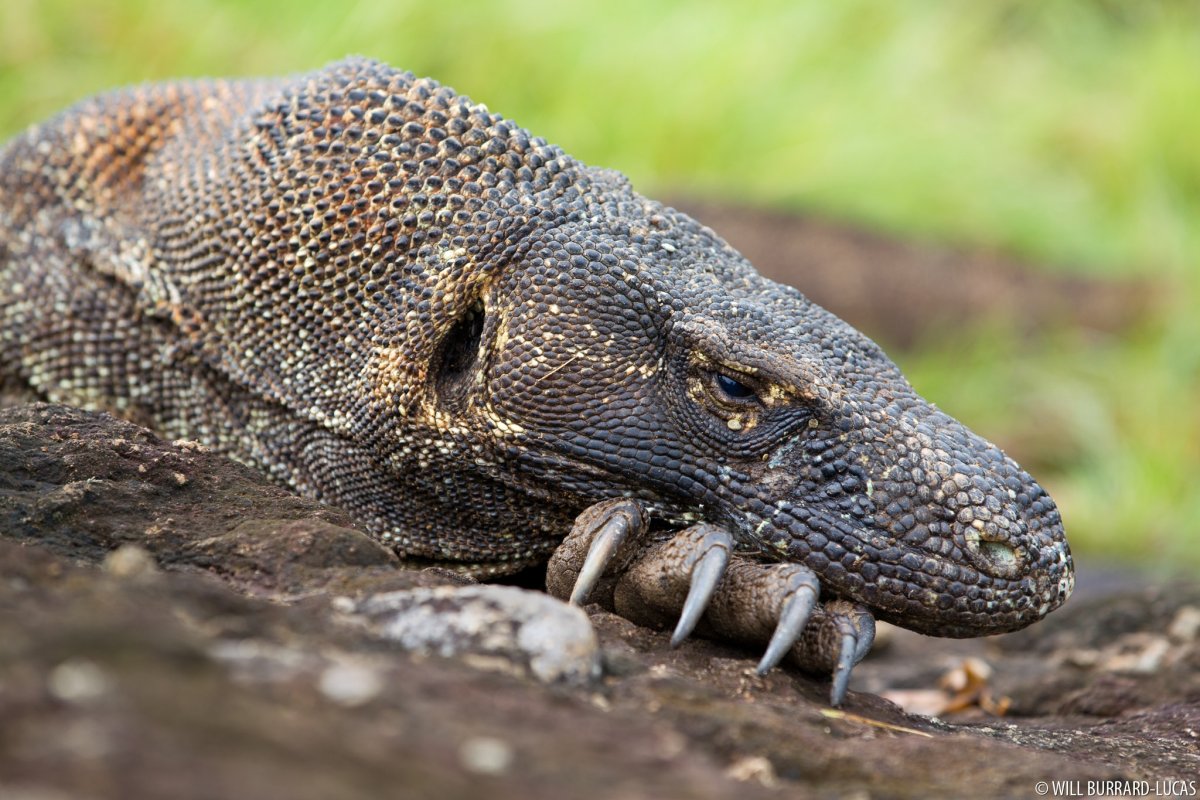 Комодский дракон лапа
