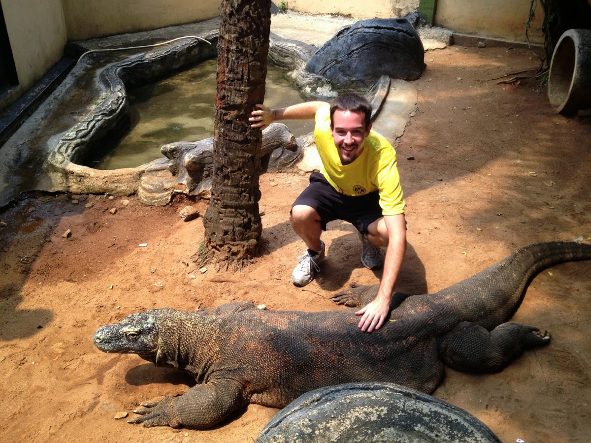 Комодский Варан домашний