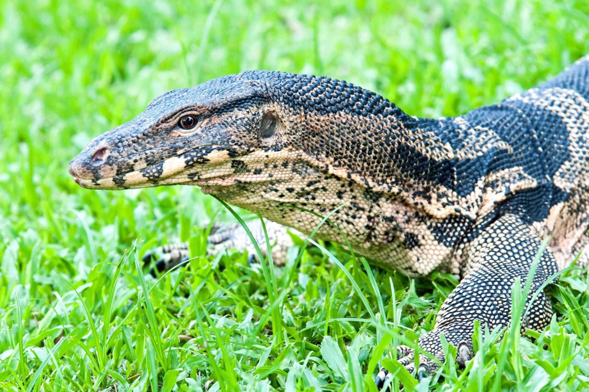 Varanus indicus