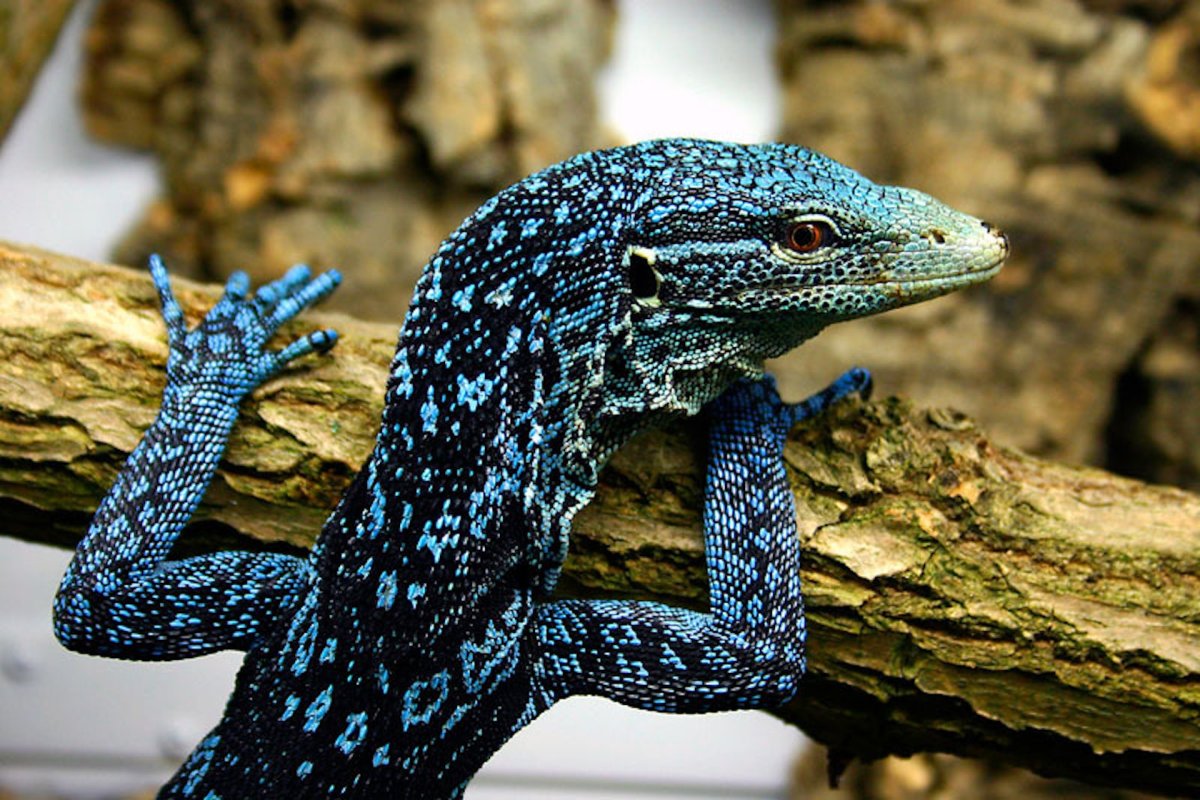 Varanus macraei