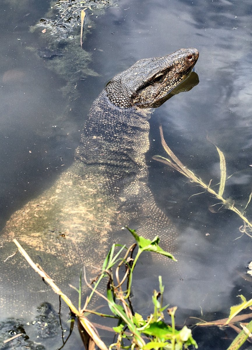 Комодский Варан плавает