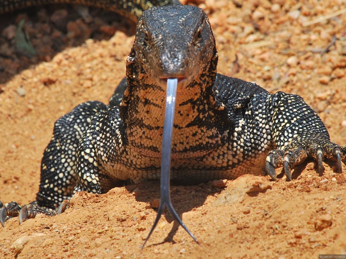 Черный водяной Варан