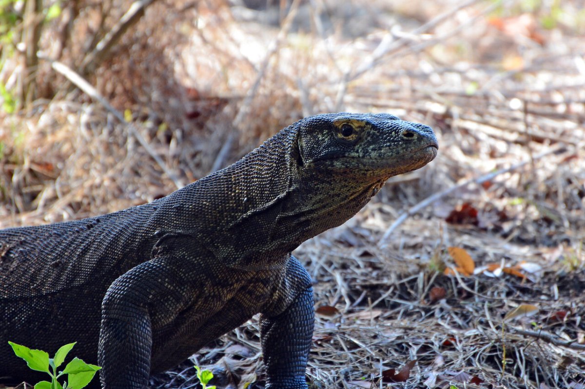 Комодский Варан рост