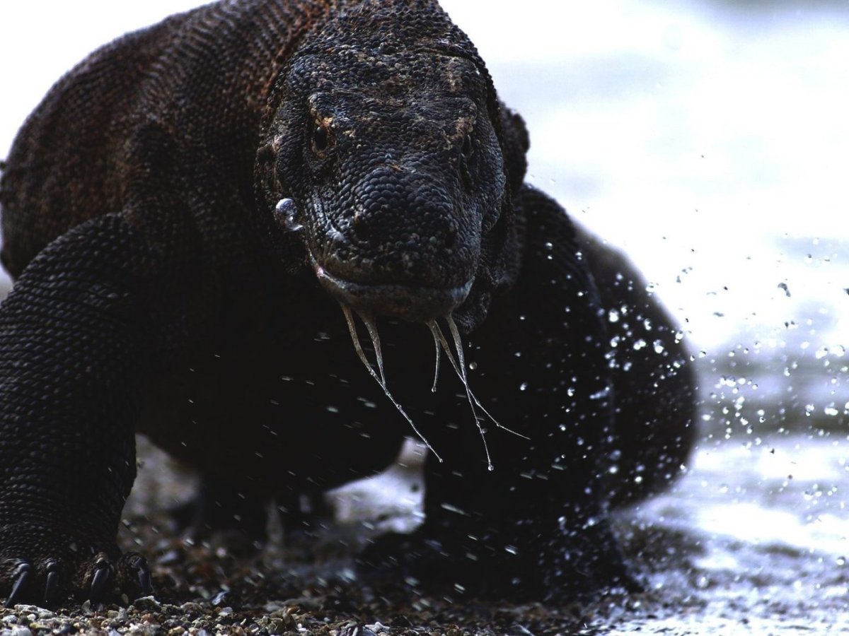 Черный Варан