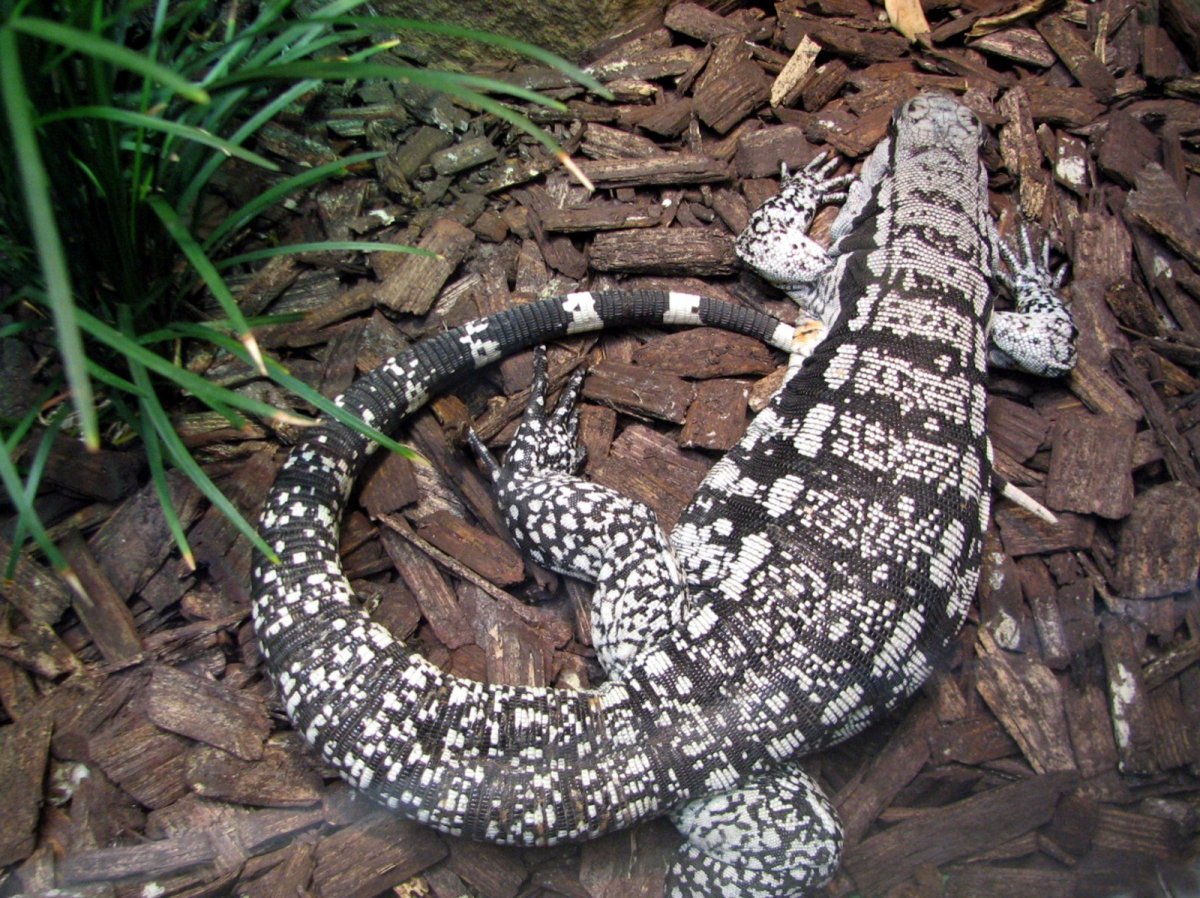 Varanus timorensis