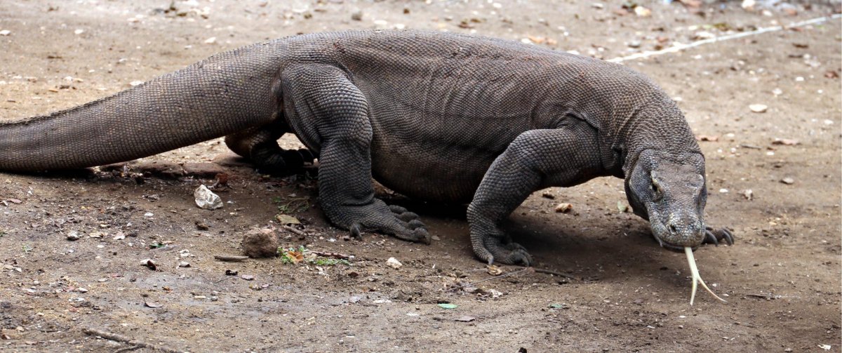 Варан Дюмериля