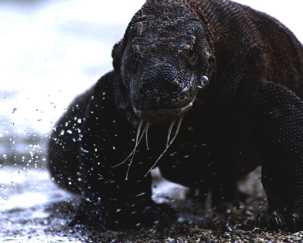 Самые опасные животные в мире