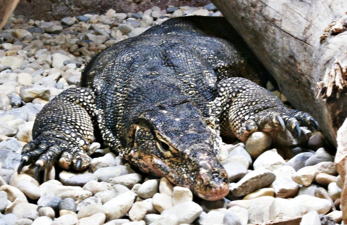 Водяной Варан Сальватор