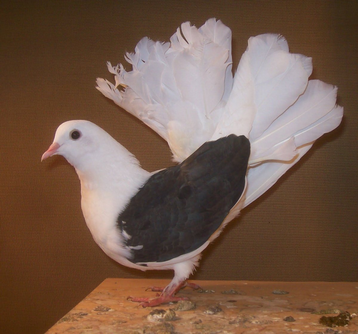 Fantail голубь