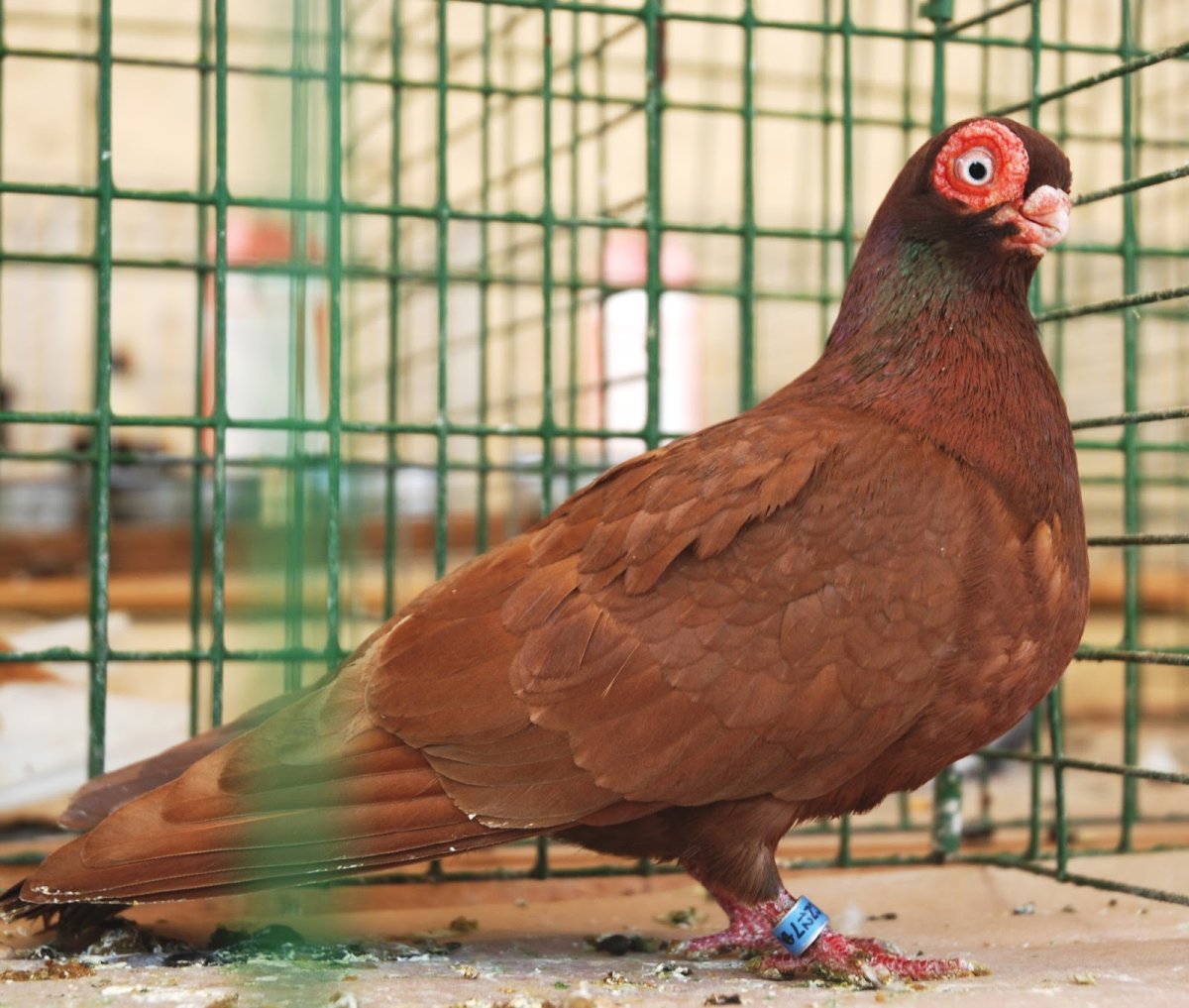 Индийские породы голубей