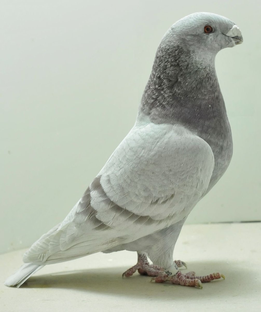 Голуби породы Каплан