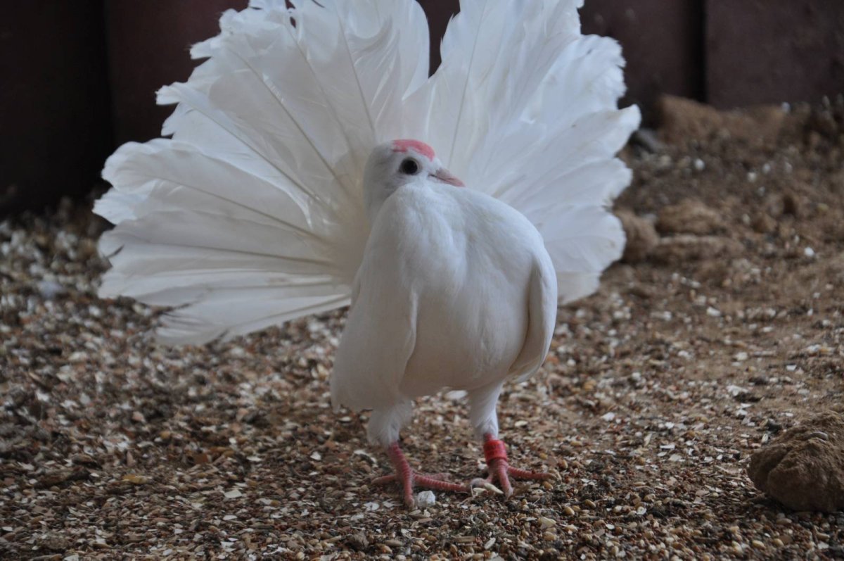 Голубь Павлин Чернохвостый