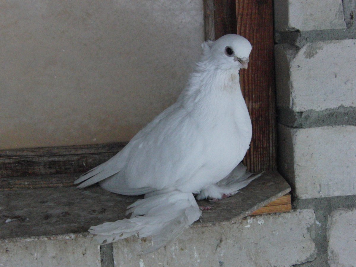 Голуби породы акуши