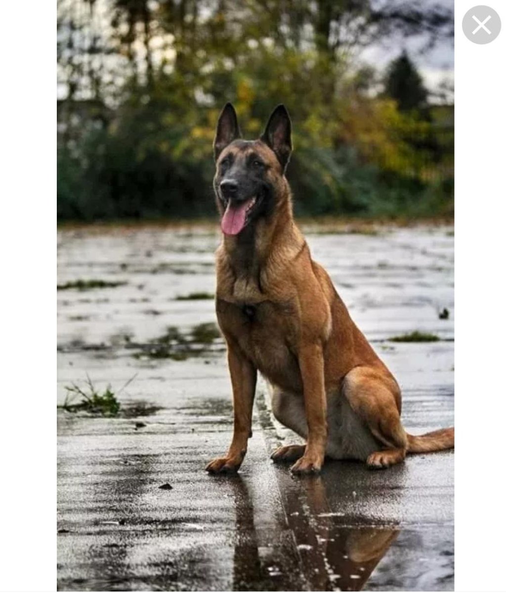 Бельгийский малинуа