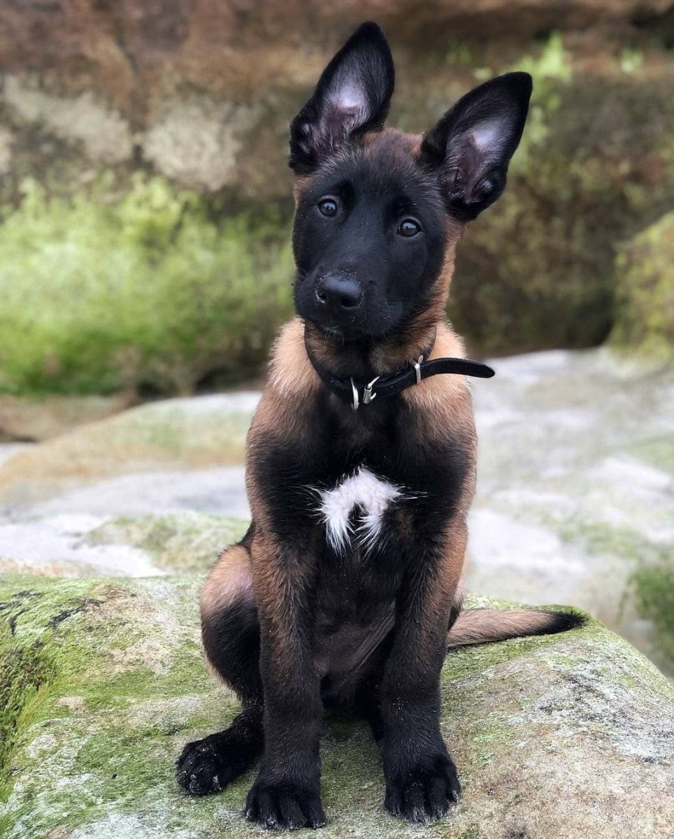 Бельгийская овчарка малинуа черная