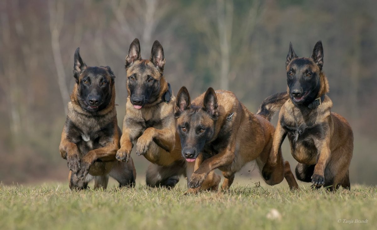 Малинуа и немецкая овчарка