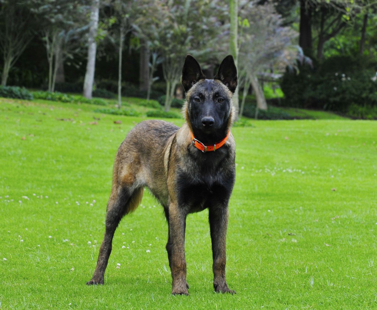 Бельгийская овчарка короткошерстная