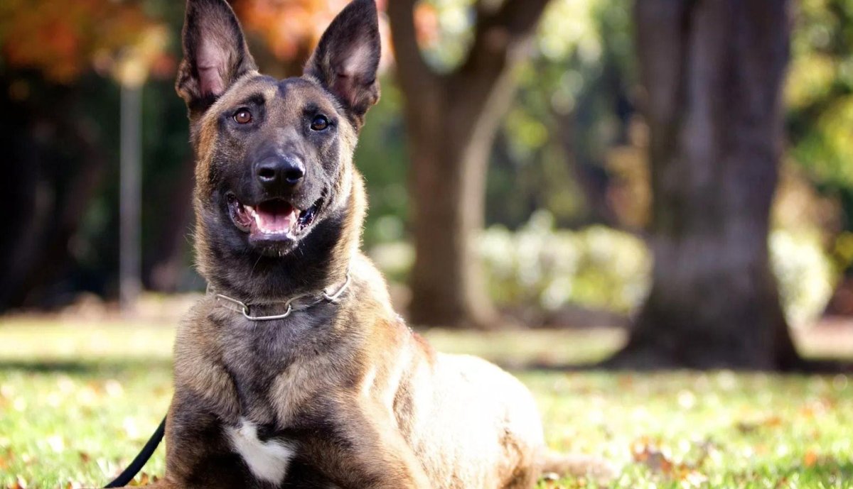 Малая Бельгийская овчарка