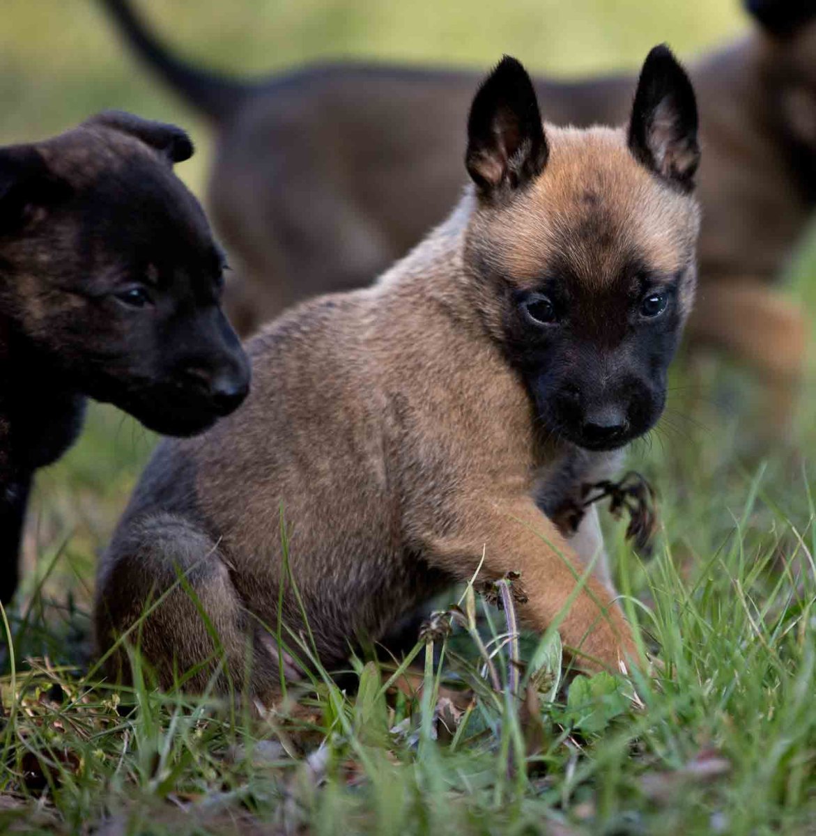 Belgian Shepherd Malinois k9