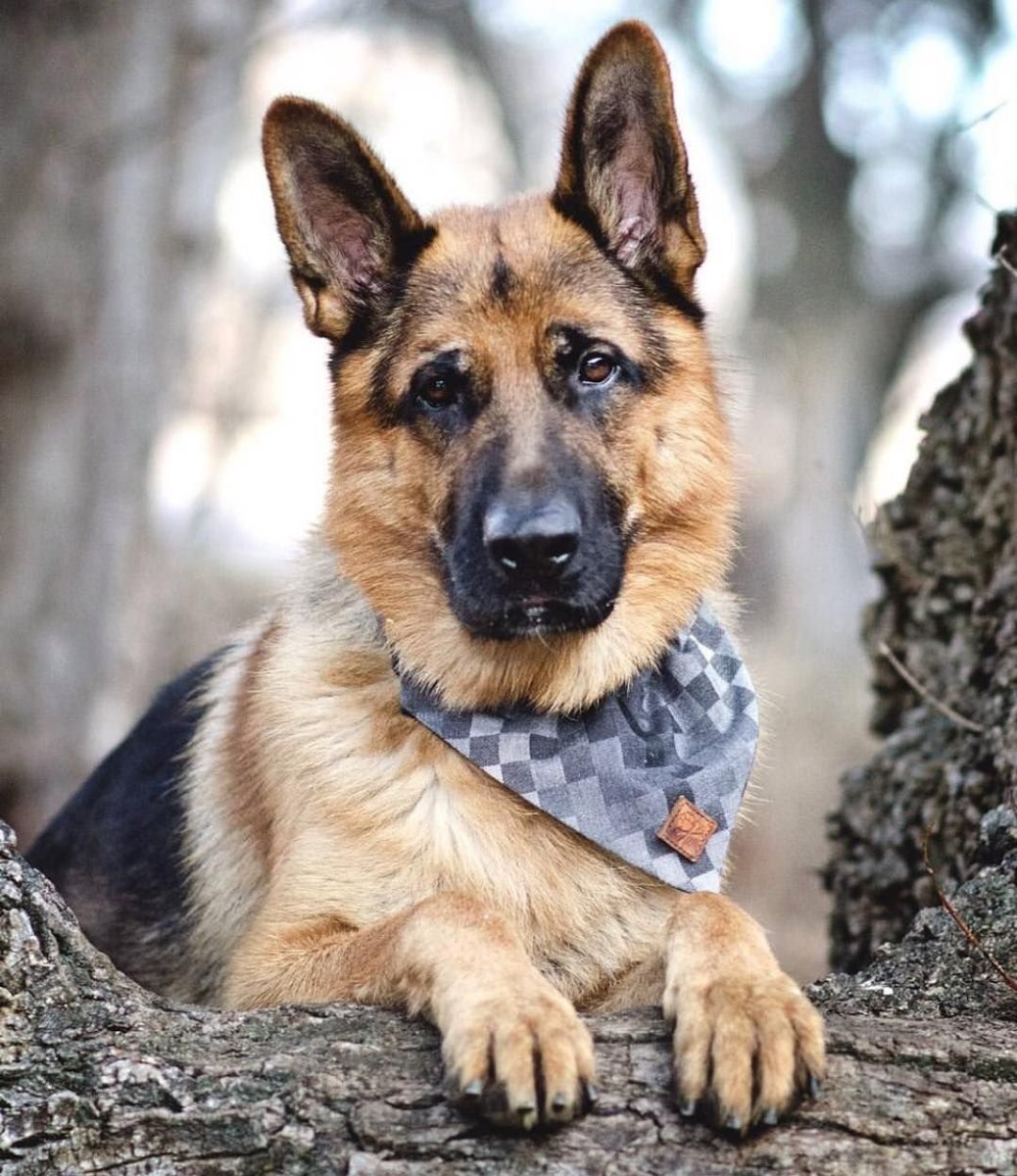 Голубая немецкая овчарка