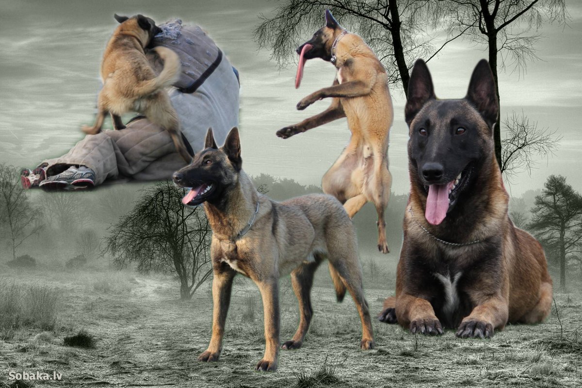 Малинуа лакенуа тервюрен грюнендаль