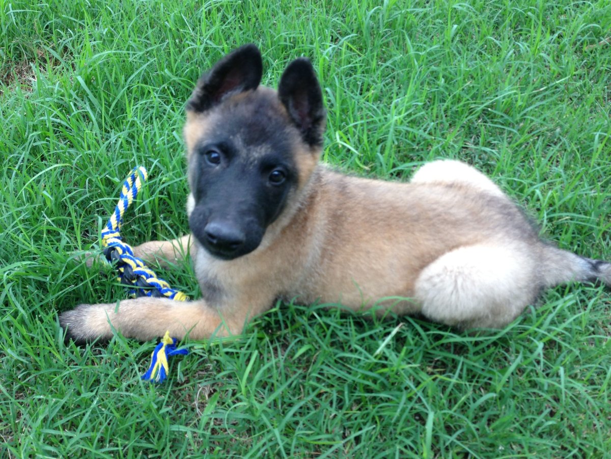 Щенок малинуа с белой грудью и лапками