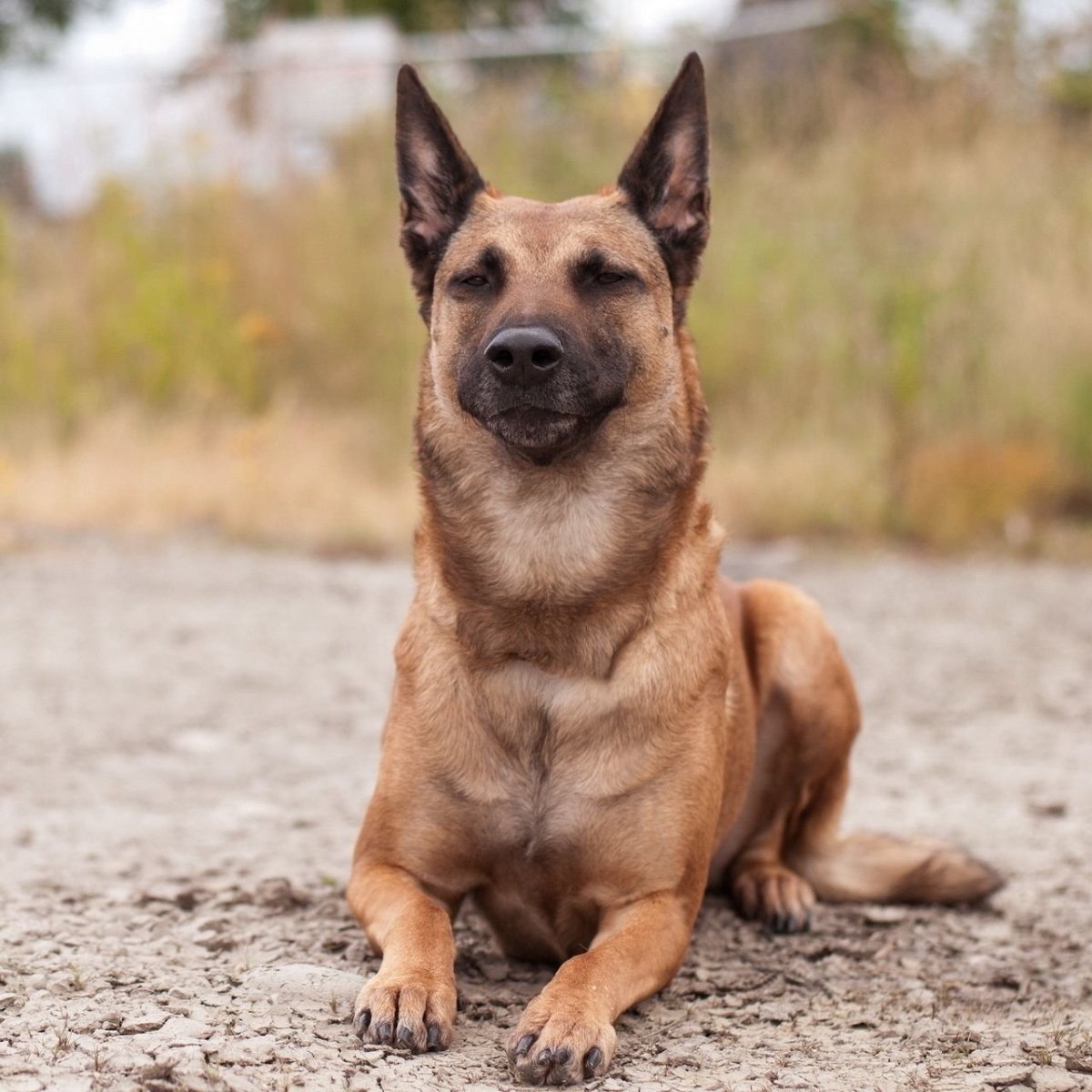 Бельгийская овчарка мал