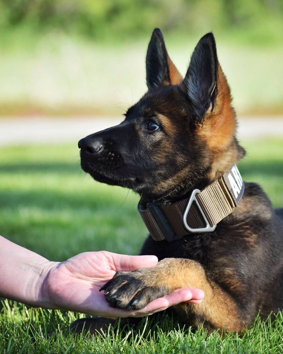 Малинуа служебная