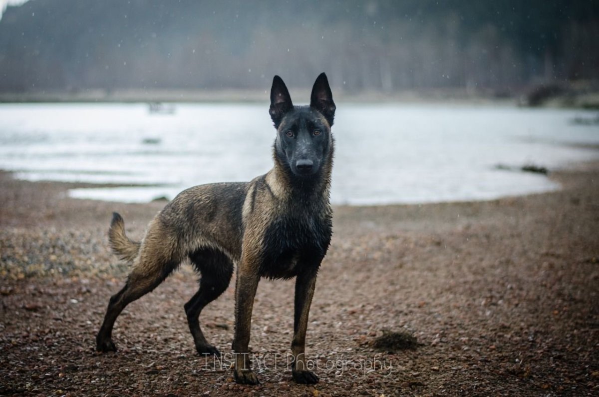 Голландская овчарка малинуа