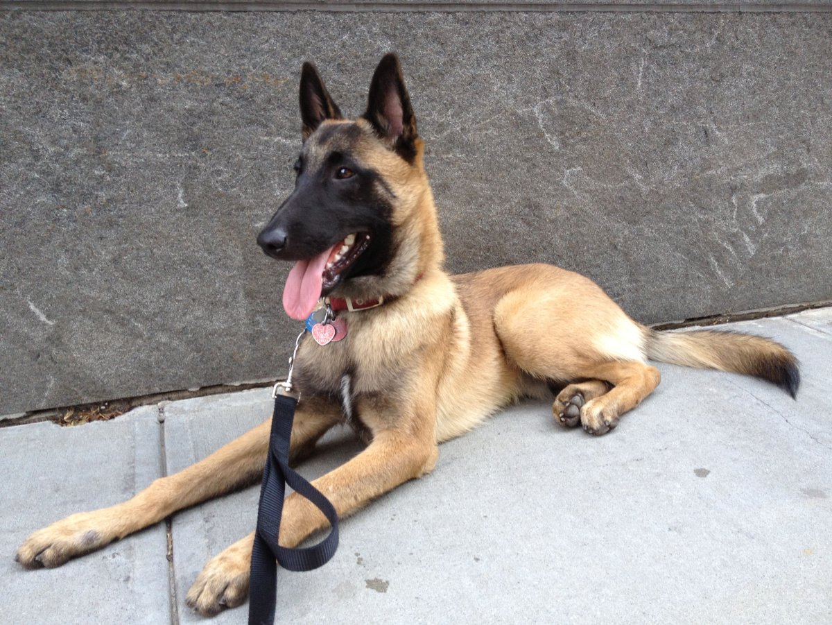 Бельгийская овчарка малинуа полиция