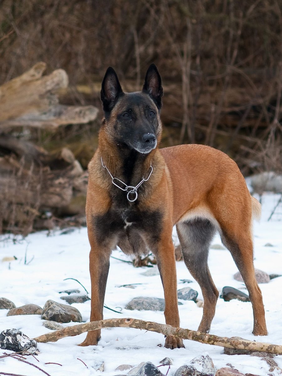 Малинуа и немецкая овчарка