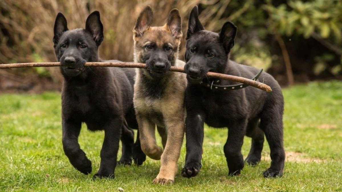 Малинуа и немецкая овчарка