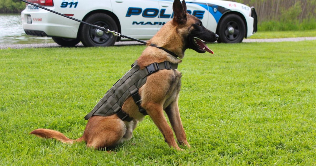 Бельгийская овчарка малинуа к9