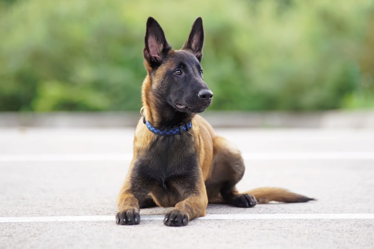 Berger Malinois