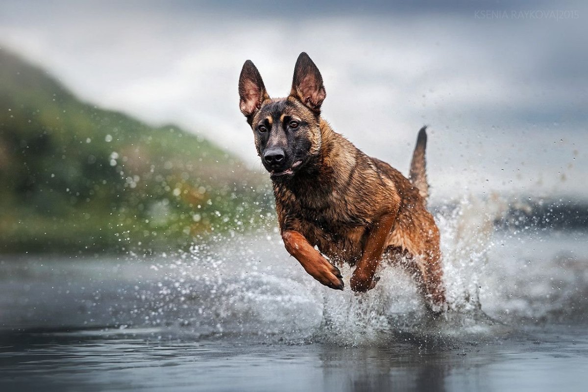 Бельгийская овчарка малинуа в прыжке