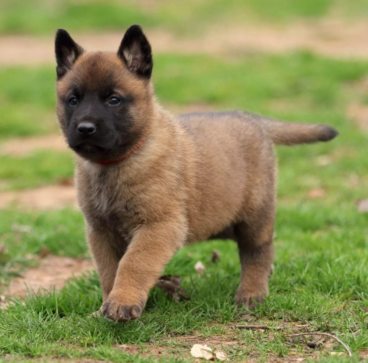 Мальтийская овчарка малинуа