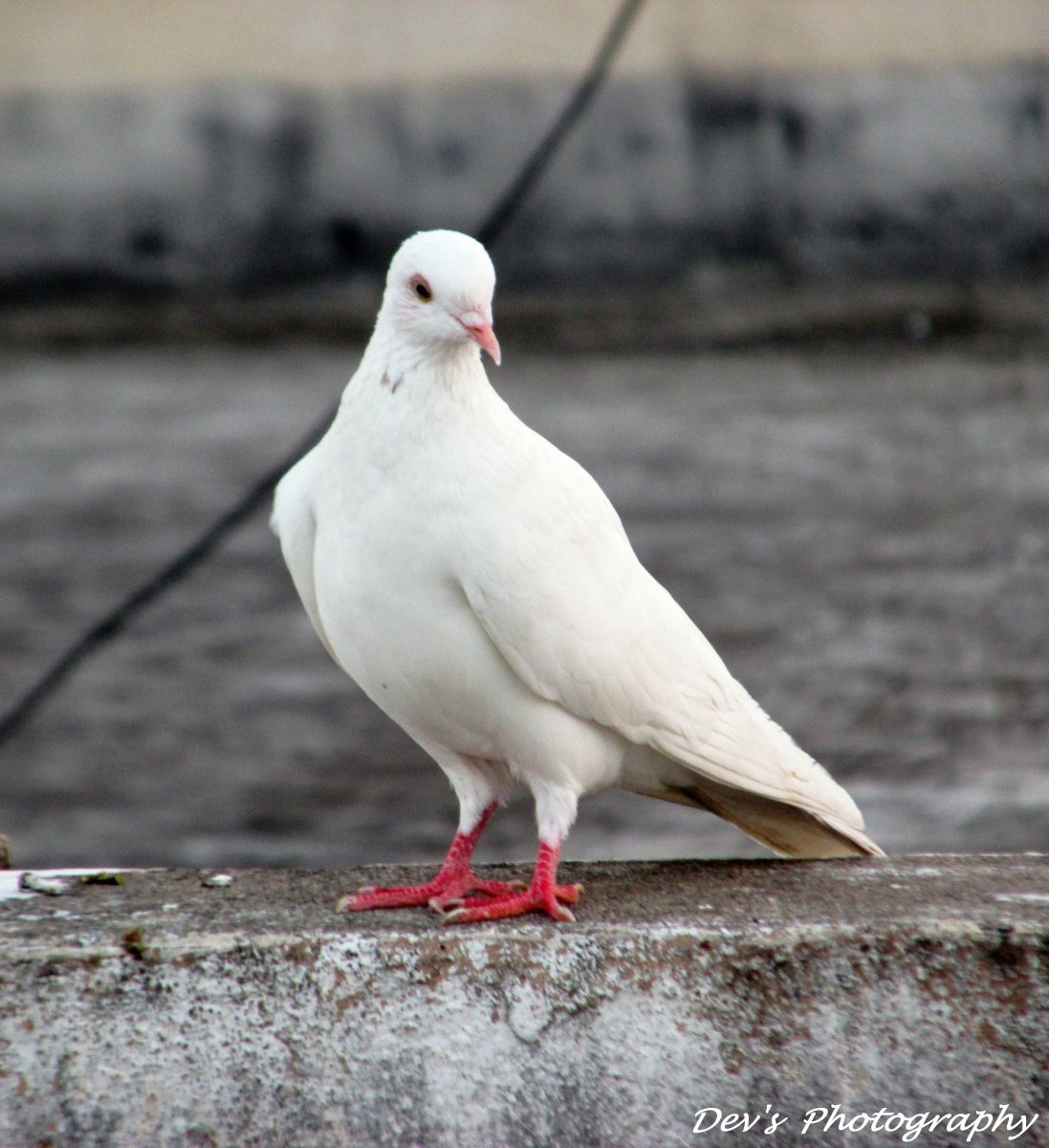 Голубь-альбинос красное