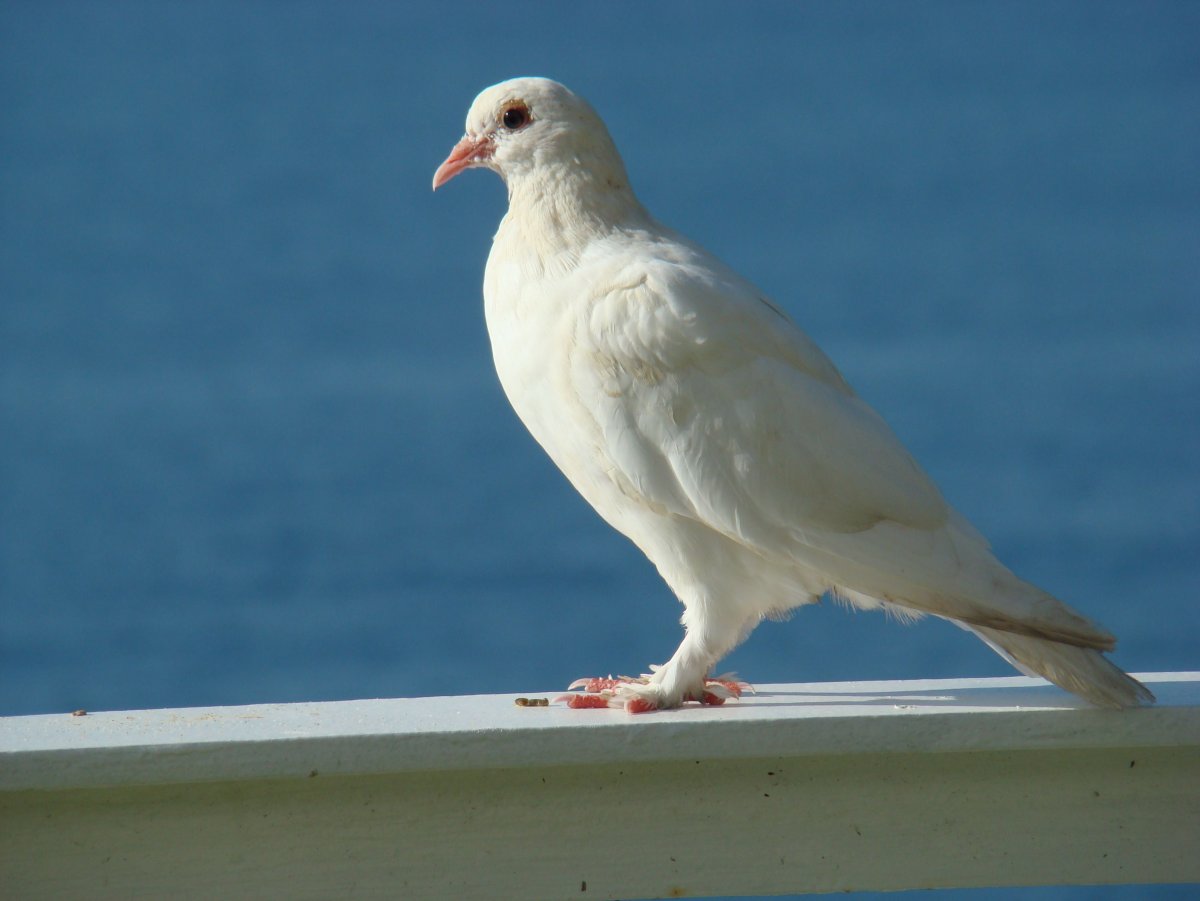 Горлица альбинос